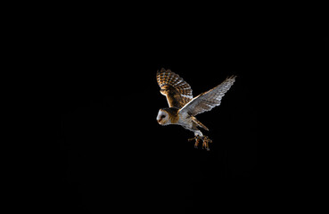 imagen de una lechuza volando con el fondo negro