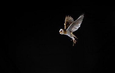 imagen de una lechuza volando con el fondo negro