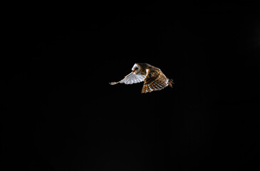 imagen de una lechuza volando con el fondo negro