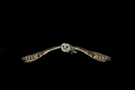 fotografia de una lechuza volando