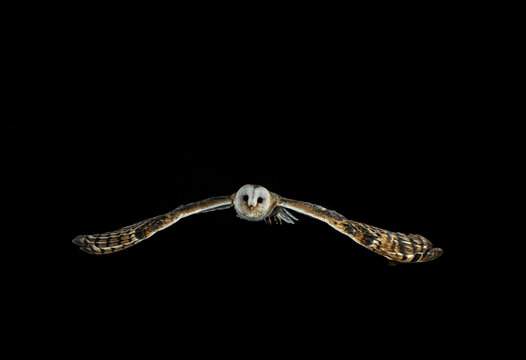 fotografia de una lechuza volando