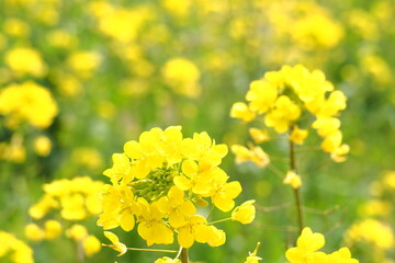日本の春に咲く花で野原に咲く菜の花