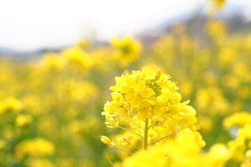 日本の春に咲く花で野原に咲く菜の花