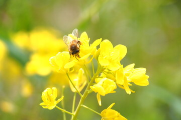 日本の春に咲く花で野原に咲く菜の花とミツバチ