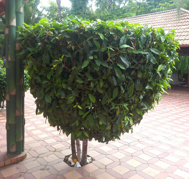 Cainta plant nursery. Beautiful showing in nature, tree.