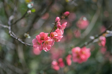 Pink flowers of Japanese quince in the spring. Blur effect with shallow depth of field - 760779526