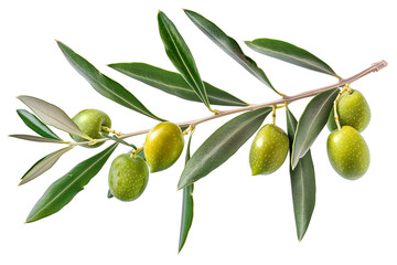 Close up an olive branch with leaves and a few shiny green olives isolated on white background