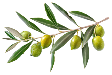 Close up an olive branch with leaves and a few shiny green olives isolated on white background