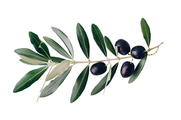 An olive branch with leaves and a few small black olives isolated on white background - obrazy, fototapety, plakaty