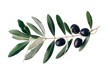 An olive branch with leaves and a few small black olives isolated on white background