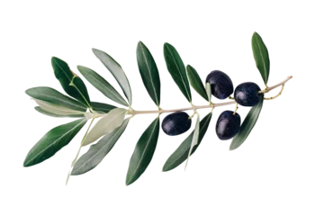 Fotobehang An olive branch with leaves and a few small black olives isolated on white background © Graphicsnice