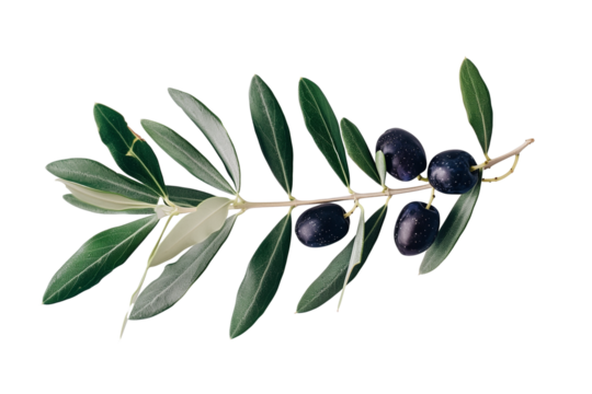 An olive branch with leaves and a few small black olives isolated on white background