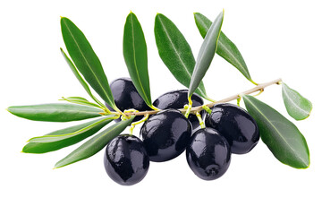 An olive branch with leaves and a few shiny black olives isolated on white background