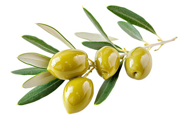 Close up an olive branch with leaves and a few shiny green olives isolated on white background