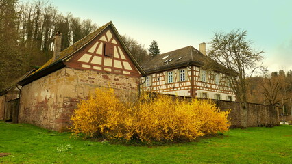 Fachwerkhäuser des alten Klosters Reuthin in Wildberg
hinter Forsythien im Frühling unter blauem Himmel