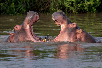 hippopotamus in water