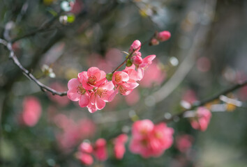 Pink flowers of Japanese quince in the spring. Blur effect with shallow depth of field - 760780963