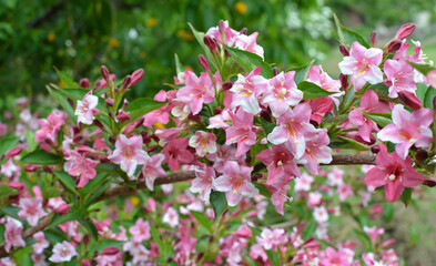 Weigela blooms in the garden.