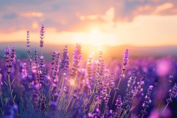 A picturesque lavender field at sunset Creating a soothing backdrop for wellness product branding Nature photography workshops Or eco-tourism websites. - obrazy, fototapety, plakaty