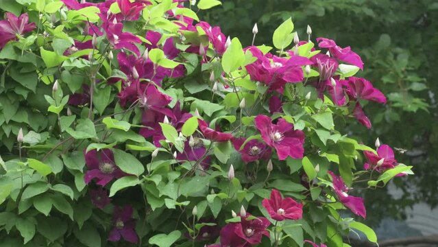 bindweed plant with beautiful burgundy color flowers. cloudy day. close up