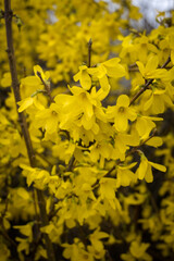 Kwiaty forsycji, intensywna żółta barwa. © Blaszko