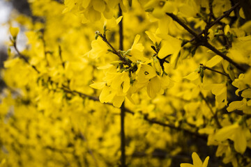 Kwiaty forsycji, intensywna żółta barwa.