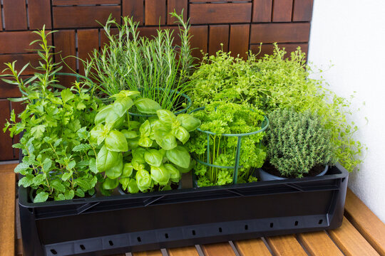 Potting season, time to buy herbs, potted fresh green vegetables, basil, oregano, thyme, parsley, chives, rosemary, tarragon, wood background