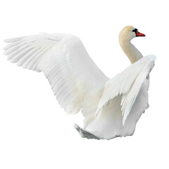 White swan in PNG isolated on transparent background - 760783939