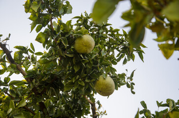 wood apples on the tree also called shirphal
