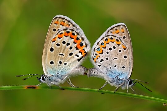 Pair of Closeup beautiful Lovely mating Common Blue Butterflys sitting on green plant, flower