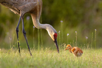 Baby and parent sandhill cranes (Grus canadensis) looking cute together during spring in Sarasota, Florida. These are common birds often seen walking with their chicks. © Hayley Rutger