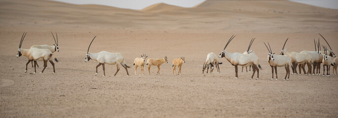 Oryx and babies in Dubai dessert - obrazy, fototapety, plakaty