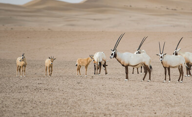Oryx and babies in Dubai dessert