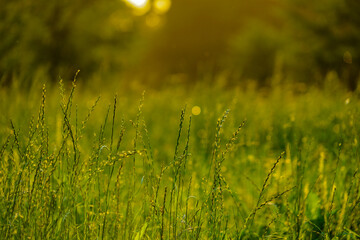 夏の日の草原の輝き