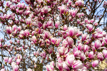 blooming magnolia flower springtime background