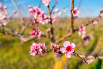 The serene beauty of an peach orchard in full spring bloom in the Ebro riverside region of Tarragona, Spain. It symbolizes new beginnings and the promise of a fruitful harvest. Ideal for themes of