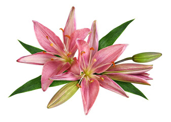 Two coral lily flowers and buds in a floral arrangement isolated on white or transparent background