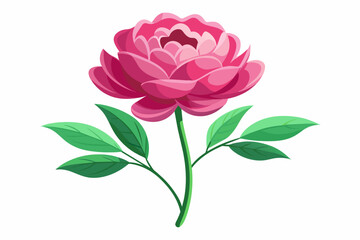 Peony flower with stem and dark green leaves, vector art illustration