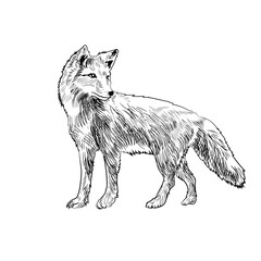 Fox hand drawing illustration sketch
