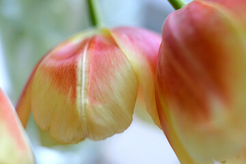 détails de tulipes