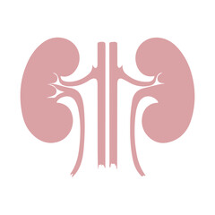 Kidney human anatomy organs