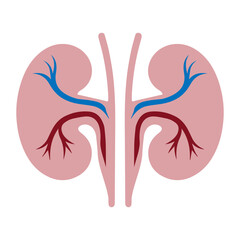 Kidney human anatomy organs
