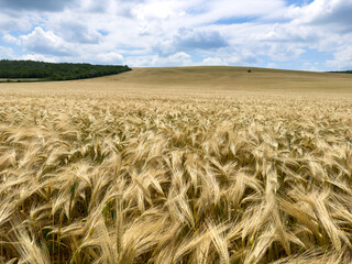 The wind moves the ears of wheat in the field