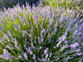 Lavender blooming bush on a sunny day