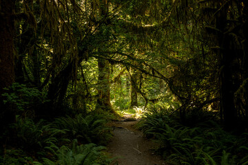 Fototapeta premium Mossy Branches Arch Over The Dark Hoh River Trail