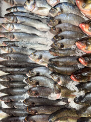 Several types of ice-cooled fish on the store counter