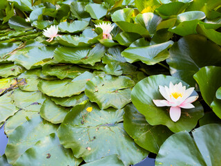 Beautiful water lilies blooming in a small pond