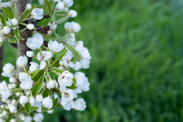 Cherry blossom branch in the garden. Spring, flowering trees