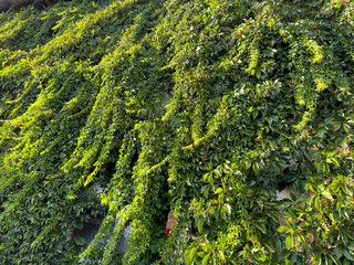 Ivy romantically decorating old stone walls