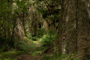 Muted Colors Of Giant Trees Covered In Moss Line The South Fork Of Hoh River Trail In Olympic